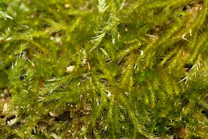 Hypnum cupressiforme var. resupinatum Supine Plait-moss