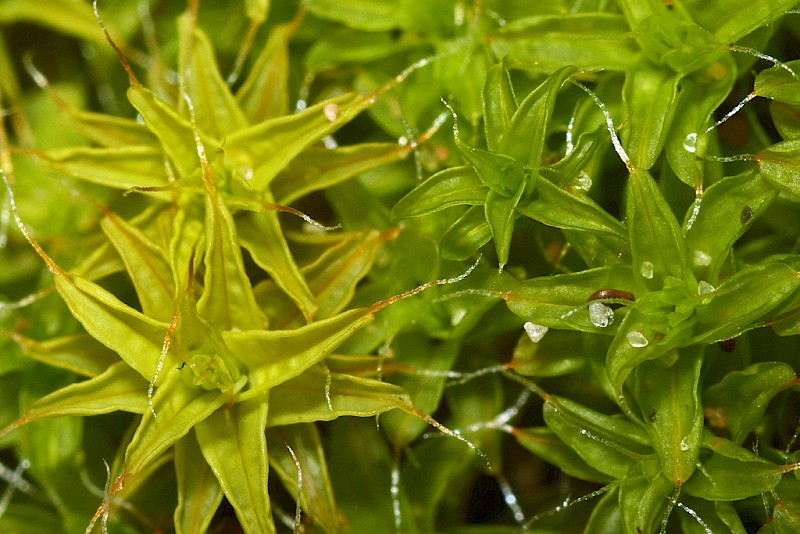 Syntrichia ruralis - © Barry Stewart