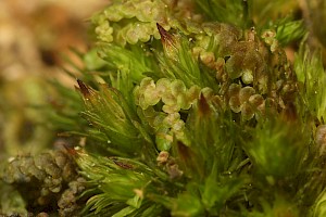 Orthotrichum tenellum Slender Bristle-moss