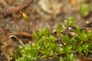 Tortula caucasica Blunt-fruited Pottia