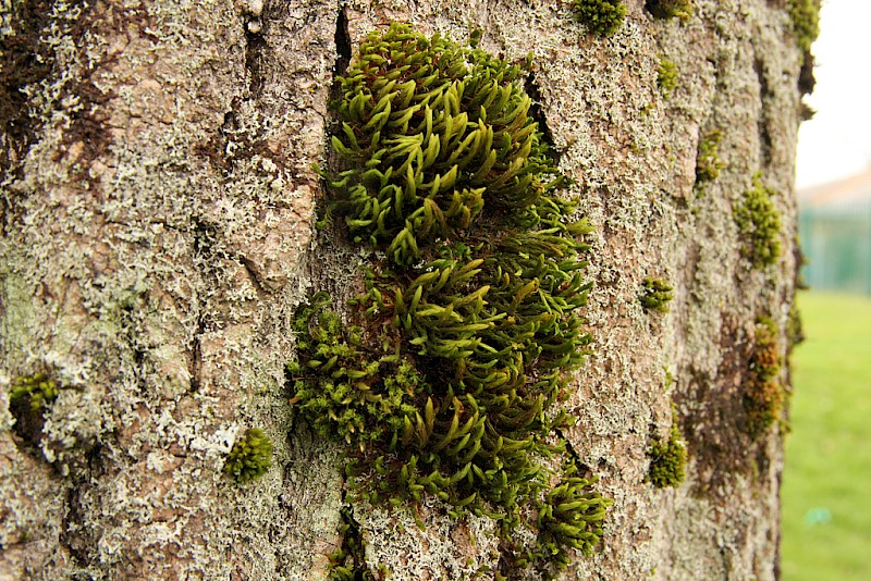 Pulvigera lyellii - © Barry Stewart