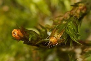 Lewinskya striata Shaw's Bristle-moss