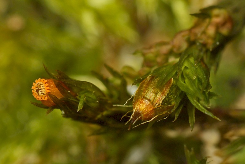 Lewinskya striata - © Barry Stewart