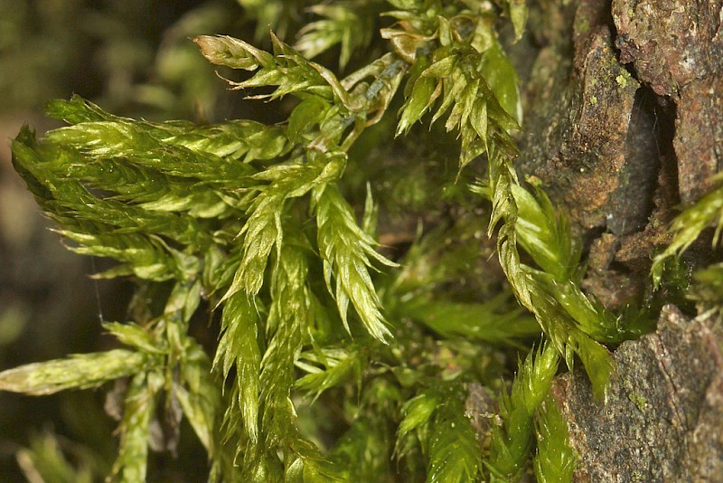 Leptodictyum riparium - © Barry Stewart