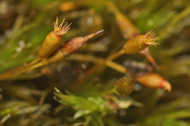 Ptychomitrium polyphyllum - © Barry Stewart