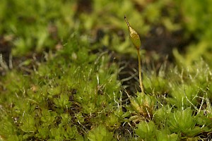 Tortula viridifolia Bristly Pottia