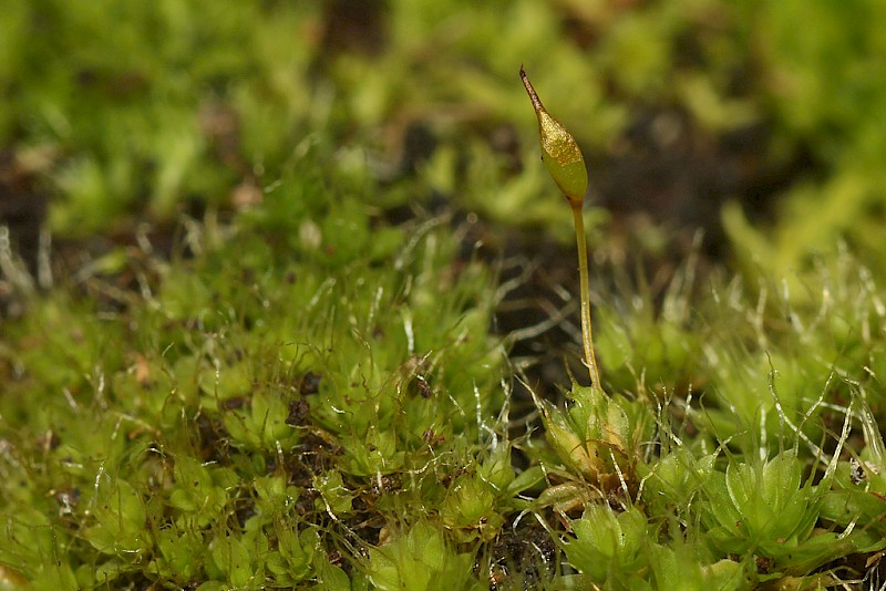 Tortula viridifolia - © Barry Stewart