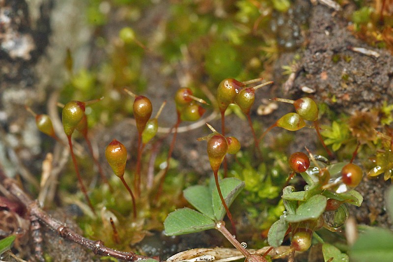 Entosthodon pulchellus - © Barry Stewart