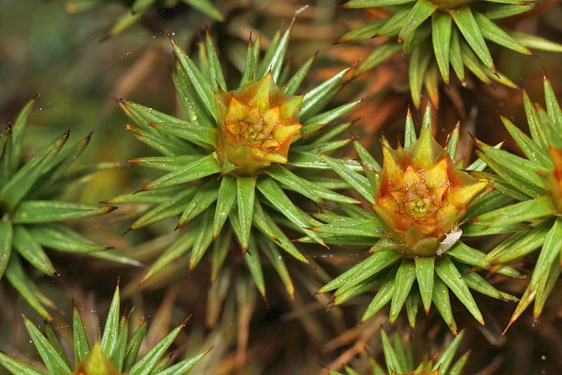 Polytrichum juniperinum - © Barry Stewart