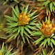 Polytrichum juniperinum