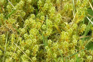 Rhytidiadelphus squarrosus Springy Turf-moss