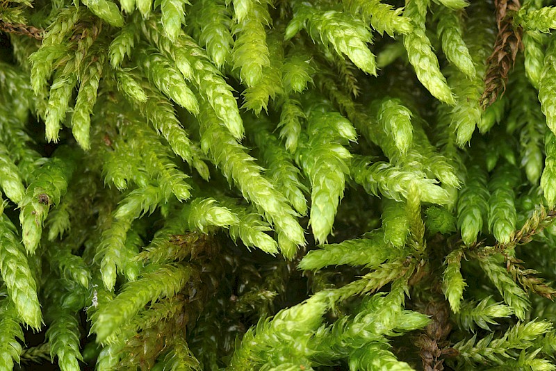 Cirriphyllum crassinervium - © Barry Stewart