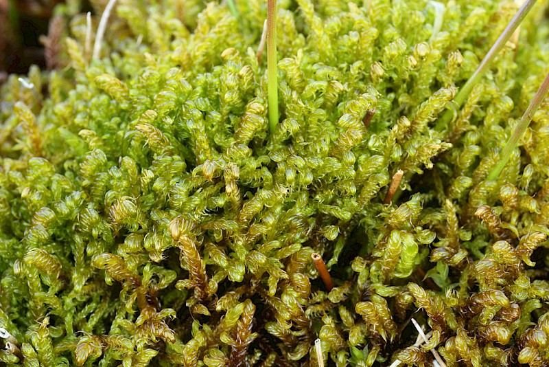 Scorpidium cossonii - © Barry Stewart