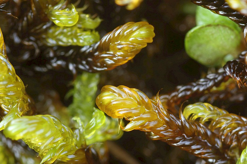 Scorpidium cossonii - © Barry Stewart