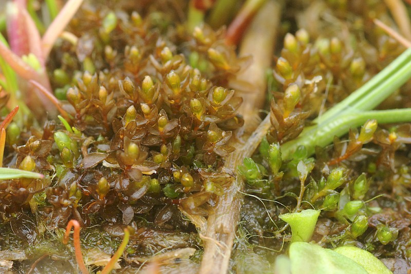 Bryum marratii - © Barry Stewart