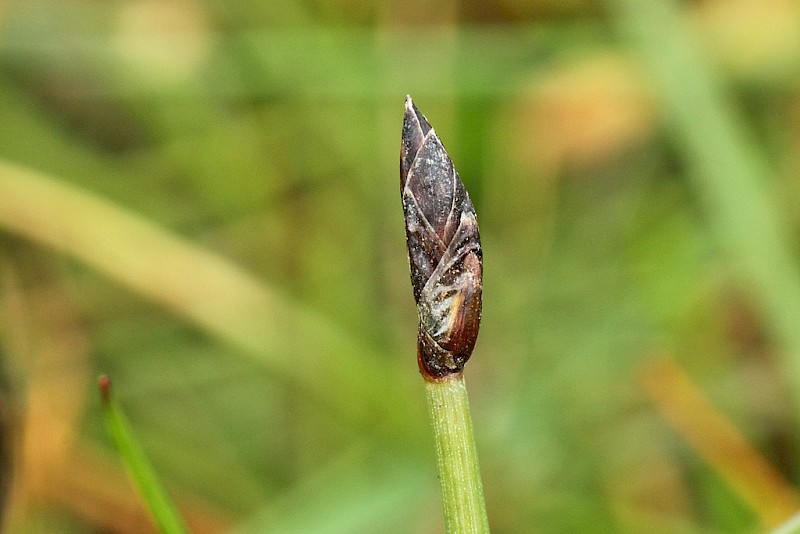 Eleocharis uniglumis - © Barry Stewart