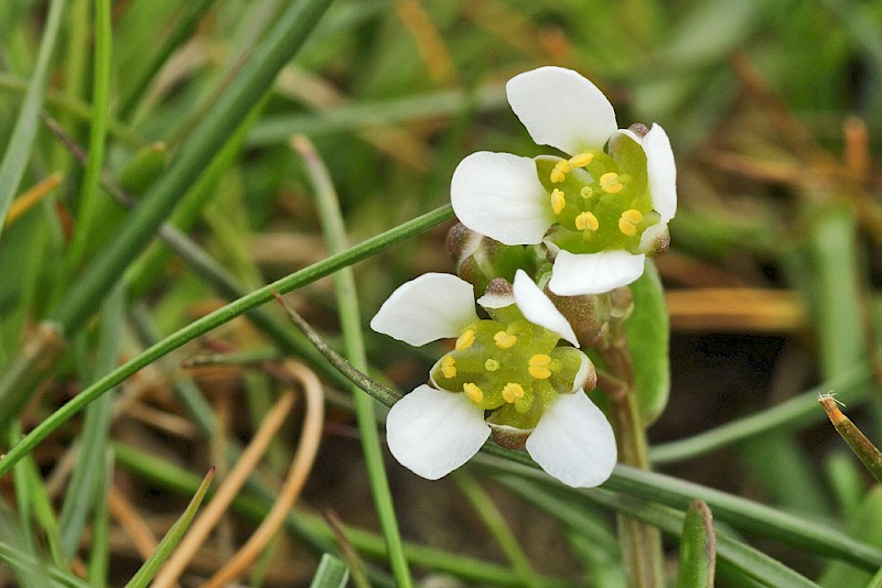 Cochlearia anglica - © Barry Stewart