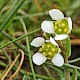 Cochlearia anglica