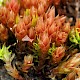 Bryum pallens