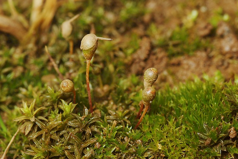 Entosthodon fascicularis - © Barry Stewart