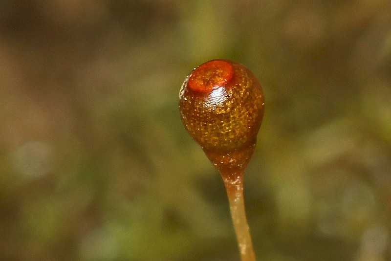 Entosthodon fascicularis - © Barry Stewart