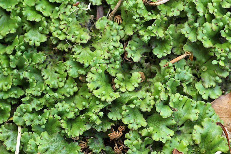 Marchantia polymorpha subsp. ruderalis - © Barry Stewart