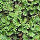 Marchantia polymorpha subsp. ruderalis