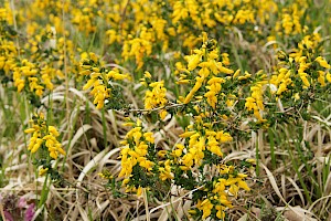 Genista anglica Petty whin