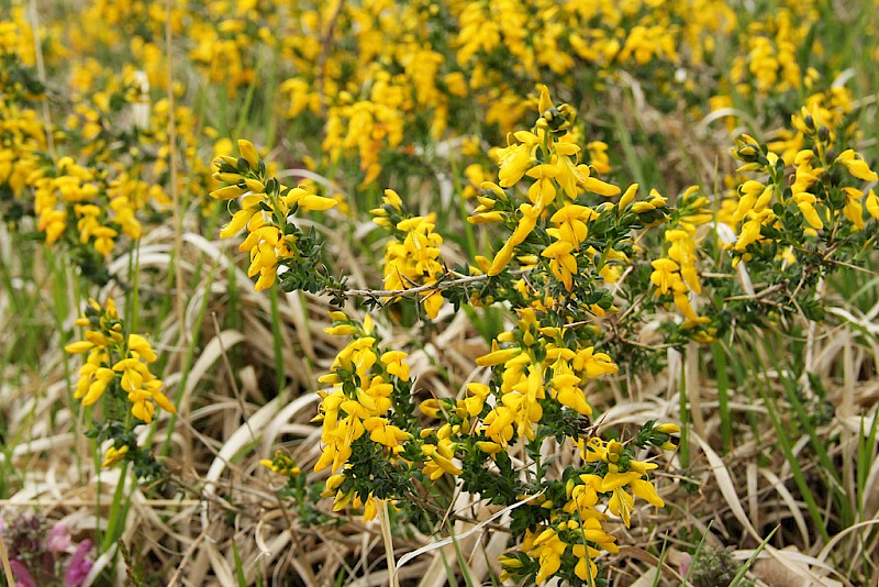 Genista anglica - © Barry Stewart