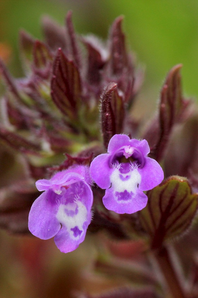 Clinopodium acinos - © Barry Stewart