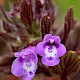 Clinopodium acinos