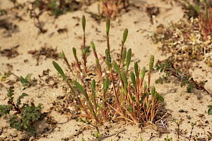 Phleum arenarium Sand Cat's-tail