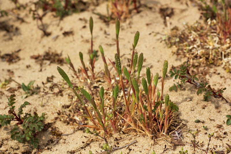 Phleum arenarium - © Barry Stewart