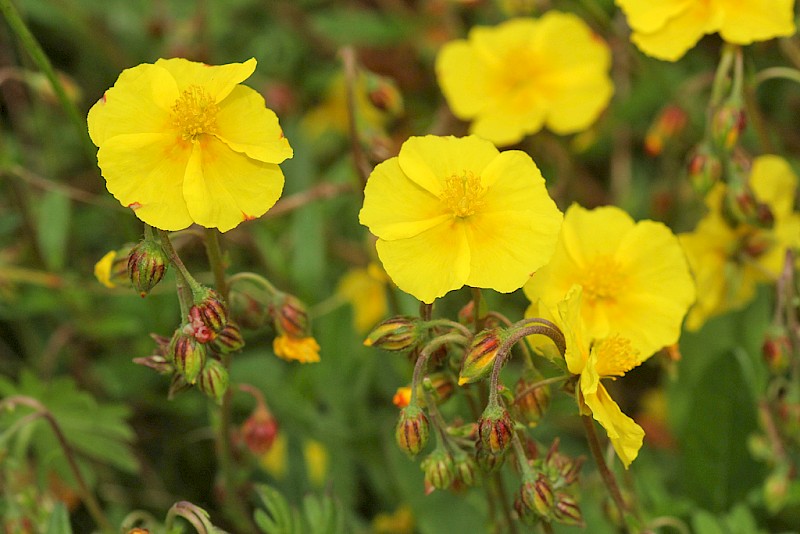 Helianthemum nummularium - © Barry Stewart