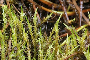 Calliergon cordifolium Heart-leaved Spear-moss