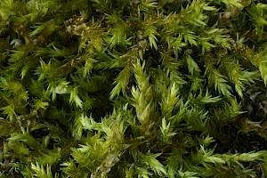 Rhynchostegium confertum Clustered Feather-moss