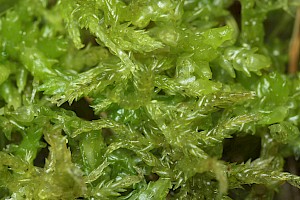 Sphagnum tenellum Soft Bog-moss