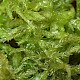 Sphagnum tenellum