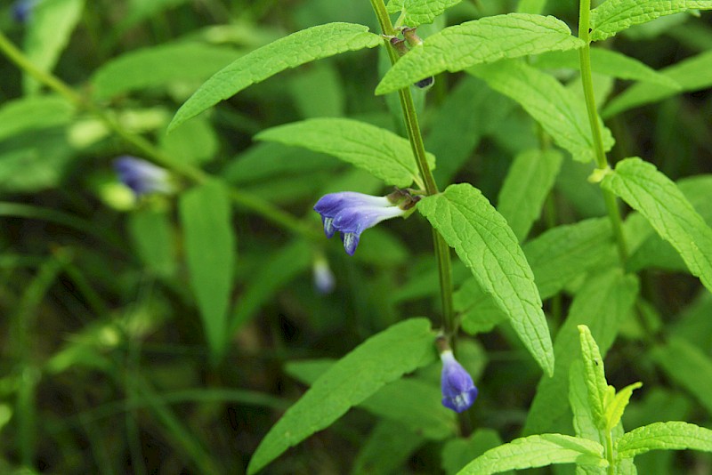 Scutellaria galericulata - © Barry Stewart