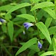 Scutellaria galericulata