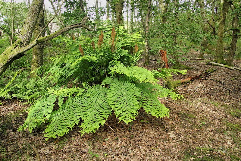 Osmunda regalis - © Barry Stewart