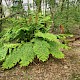 Osmunda regalis