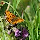 Cirsium palustre