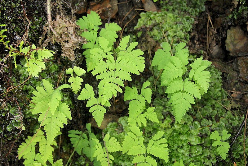 Gymnocarpium dryopteris - © Barry Stewart