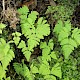 Gymnocarpium dryopteris