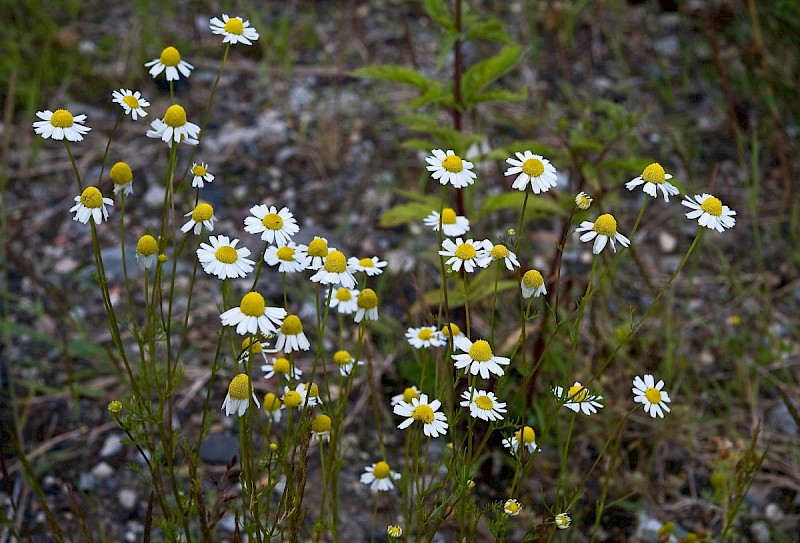 Matricaria chamomilla - © Charles Hipkin