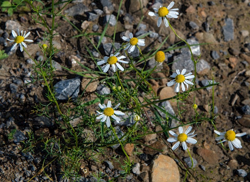 Matricaria chamomilla - © Charles Hipkin