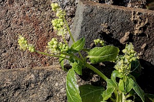 Mercurialis annua Annual Mercury