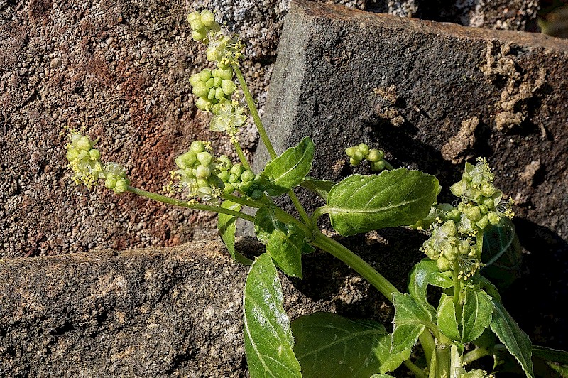 Mercurialis annua - © Charles Hipkin