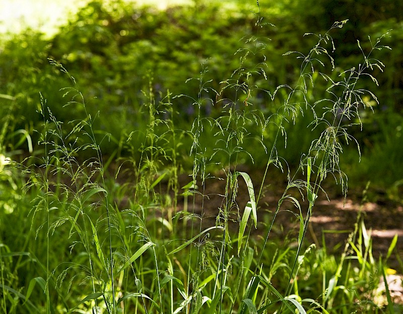 Milium effusum - © Charles Hipkin